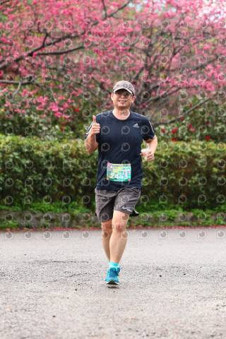 2026左岸竹東櫻花馬拉松Zhudong Sakura Marathon