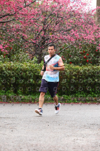 2026左岸竹東櫻花馬拉松Zhudong Sakura Marathon