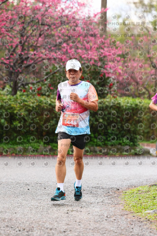 2026左岸竹東櫻花馬拉松Zhudong Sakura Marathon