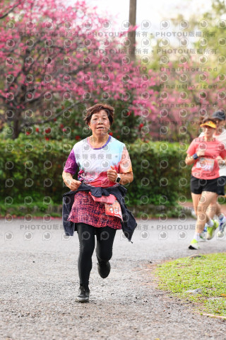 2026左岸竹東櫻花馬拉松Zhudong Sakura Marathon