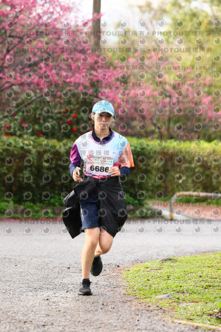 2026左岸竹東櫻花馬拉松Zhudong Sakura Marathon