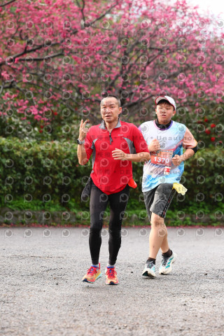 2026左岸竹東櫻花馬拉松Zhudong Sakura Marathon