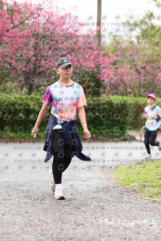 2026左岸竹東櫻花馬拉松Zhudong Sakura Marathon