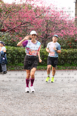 2026左岸竹東櫻花馬拉松Zhudong Sakura Marathon