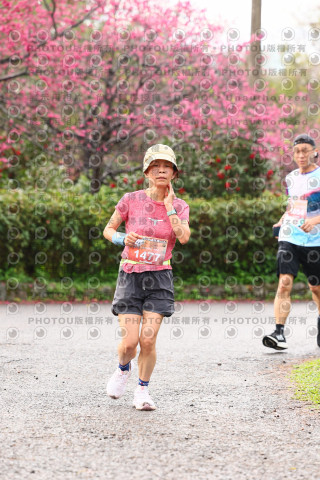 2026左岸竹東櫻花馬拉松Zhudong Sakura Marathon