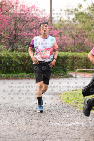 2026左岸竹東櫻花馬拉松Zhudong Sakura Marathon