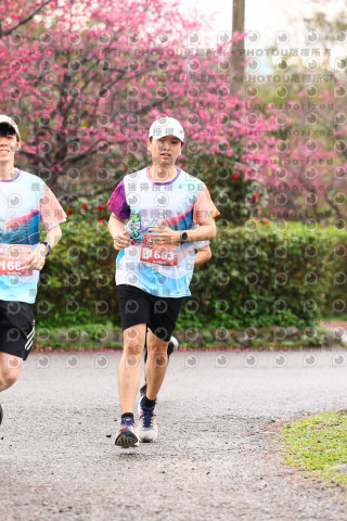 2026左岸竹東櫻花馬拉松Zhudong Sakura Marathon