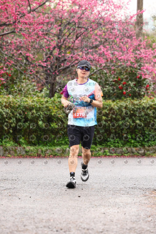2026左岸竹東櫻花馬拉松Zhudong Sakura Marathon