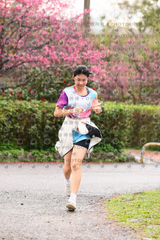 2026左岸竹東櫻花馬拉松Zhudong Sakura Marathon