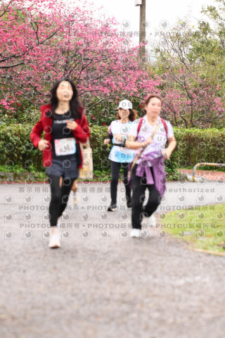 2026左岸竹東櫻花馬拉松Zhudong Sakura Marathon