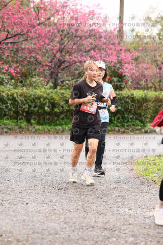 2026左岸竹東櫻花馬拉松Zhudong Sakura Marathon