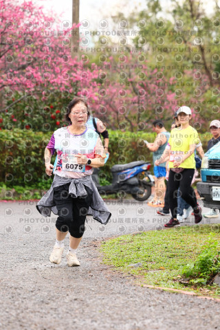 2026左岸竹東櫻花馬拉松Zhudong Sakura Marathon