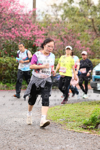 2026左岸竹東櫻花馬拉松Zhudong Sakura Marathon