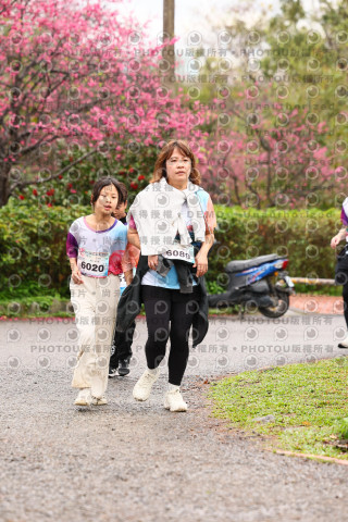 2026左岸竹東櫻花馬拉松Zhudong Sakura Marathon