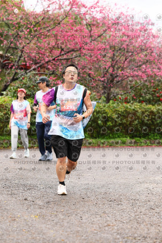 2026左岸竹東櫻花馬拉松Zhudong Sakura Marathon