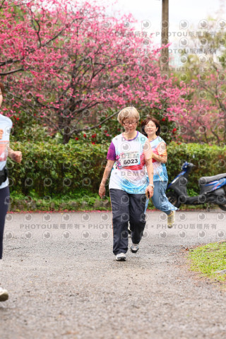 2026左岸竹東櫻花馬拉松Zhudong Sakura Marathon