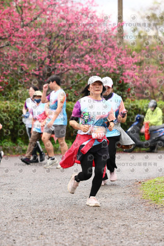 2026左岸竹東櫻花馬拉松Zhudong Sakura Marathon
