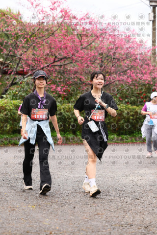 2026左岸竹東櫻花馬拉松Zhudong Sakura Marathon