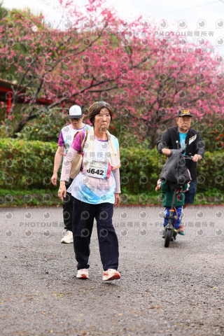 2026左岸竹東櫻花馬拉松Zhudong Sakura Marathon