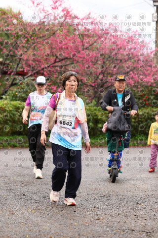 2026左岸竹東櫻花馬拉松Zhudong Sakura Marathon