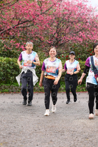 2026左岸竹東櫻花馬拉松Zhudong Sakura Marathon