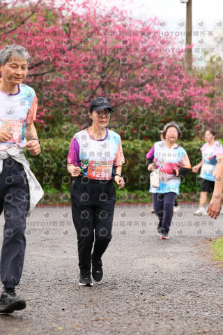 2026左岸竹東櫻花馬拉松Zhudong Sakura Marathon