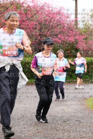2026左岸竹東櫻花馬拉松Zhudong Sakura Marathon