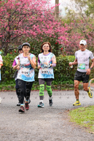 2026左岸竹東櫻花馬拉松Zhudong Sakura Marathon