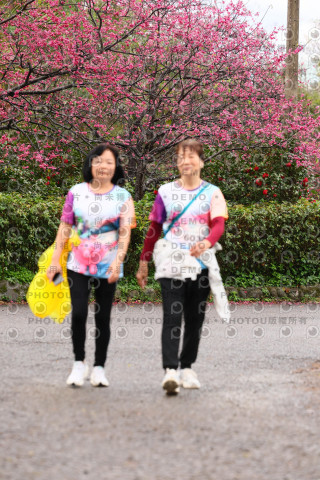 2026左岸竹東櫻花馬拉松Zhudong Sakura Marathon