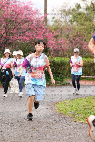 2026左岸竹東櫻花馬拉松Zhudong Sakura Marathon