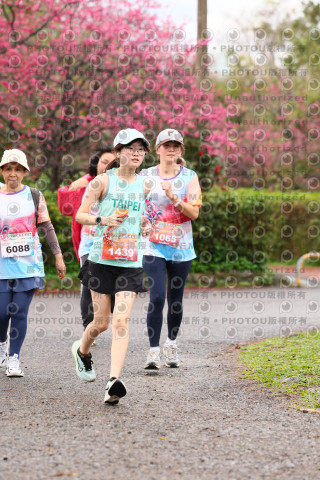 2026左岸竹東櫻花馬拉松Zhudong Sakura Marathon
