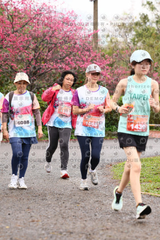 2026左岸竹東櫻花馬拉松Zhudong Sakura Marathon