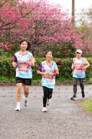 2026左岸竹東櫻花馬拉松Zhudong Sakura Marathon