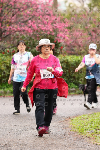 2026左岸竹東櫻花馬拉松Zhudong Sakura Marathon