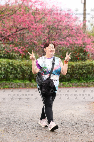 2026左岸竹東櫻花馬拉松Zhudong Sakura Marathon