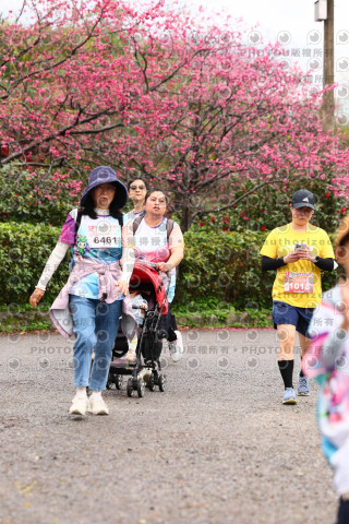 2026左岸竹東櫻花馬拉松Zhudong Sakura Marathon