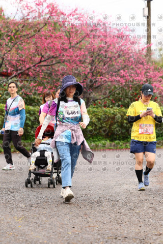 2026左岸竹東櫻花馬拉松Zhudong Sakura Marathon