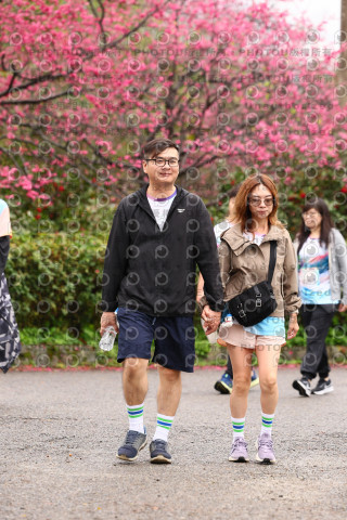 2026左岸竹東櫻花馬拉松Zhudong Sakura Marathon