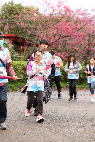 2026左岸竹東櫻花馬拉松Zhudong Sakura Marathon