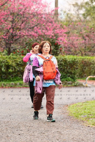 2026左岸竹東櫻花馬拉松Zhudong Sakura Marathon