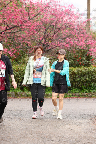 2026左岸竹東櫻花馬拉松Zhudong Sakura Marathon