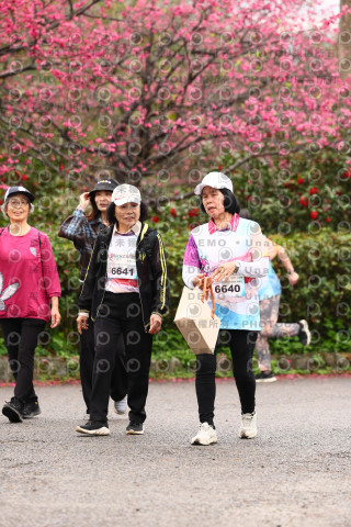 2026左岸竹東櫻花馬拉松Zhudong Sakura Marathon