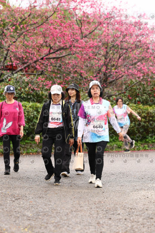 2026左岸竹東櫻花馬拉松Zhudong Sakura Marathon