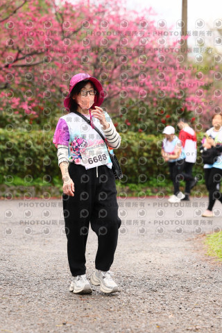 2026左岸竹東櫻花馬拉松Zhudong Sakura Marathon