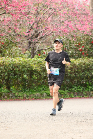 2026左岸竹東櫻花馬拉松Zhudong Sakura Marathon
