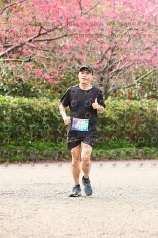 2026左岸竹東櫻花馬拉松Zhudong Sakura Marathon