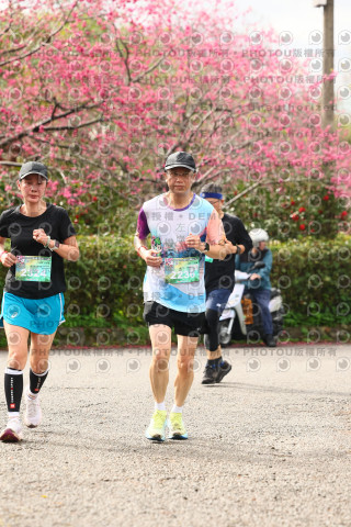 2026左岸竹東櫻花馬拉松Zhudong Sakura Marathon