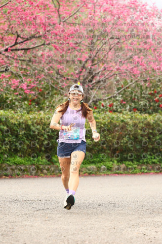 2026左岸竹東櫻花馬拉松Zhudong Sakura Marathon
