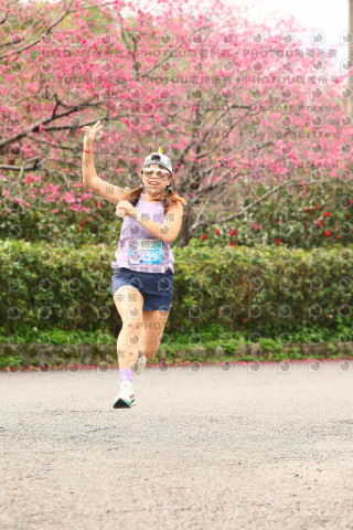 2026左岸竹東櫻花馬拉松Zhudong Sakura Marathon