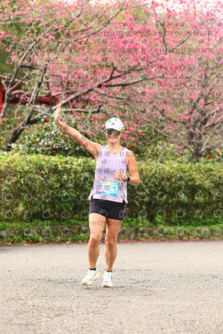 2026左岸竹東櫻花馬拉松Zhudong Sakura Marathon